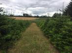 Kerstbomen Nordmann, Tuin en Terras, Ophalen, Bloeit niet, Volle zon, Overige soorten