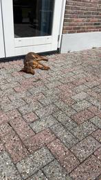 Gezocht! Soortgelijke Boerenfox/Jack Russel teef/reu, Rabiës (hondsdolheid), Jack Russell Terriër, Reu, 8 tot 15 weken