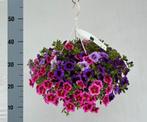 Petunia en Calibrachoa Balkon en terras. Perkplanten., Halfschaduw, Overige soorten, Minder dan 100 cm, Zomer