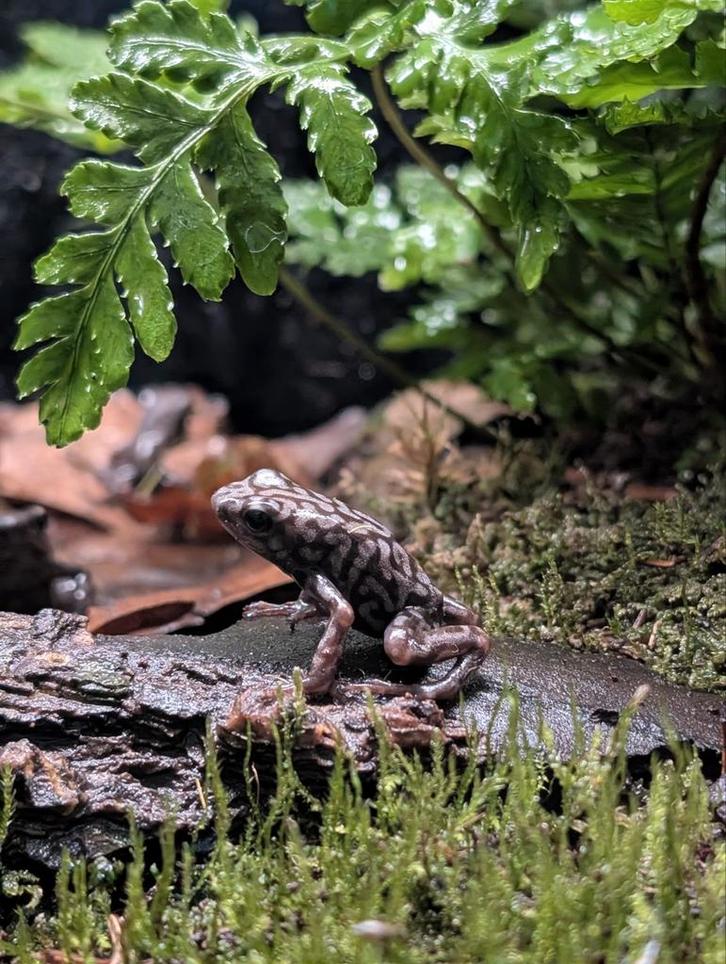 Dendrobates Auratus Pena Blanca