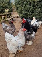 broedeieren Brahma groot gepareld wit-blauw-zwart, Dieren en Toebehoren, Pluimvee, Geslacht onbekend, Kip