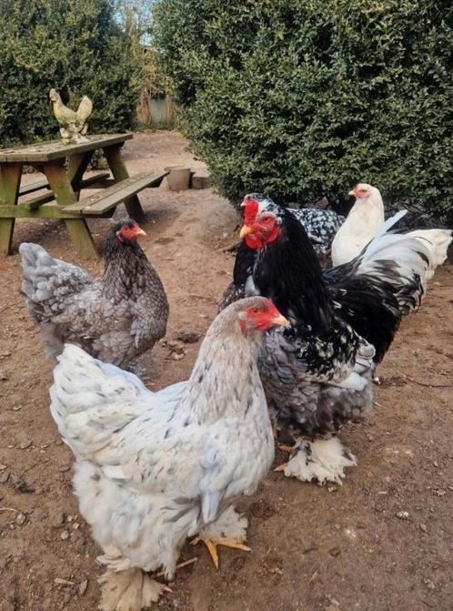 broedeieren Brahma groot gepareld wit-blauw-zwart, Dieren en Toebehoren, Pluimvee, Kip, Geslacht onbekend