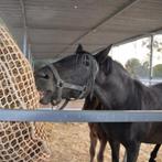 Hooinet voor semi gevorderde Paarden – 4 cm Maas - 0,90x0,80, Ophalen of Verzenden, Nieuw