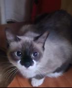 MJM Dogs Foundation: Luni, Dieren en Toebehoren, Poes, Kortharig, 3 tot 5 jaar