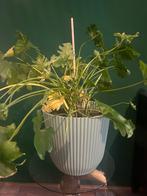 Mooie Philodendron met sierpot Ø30cm, Ophalen, Overige soorten, Halfschaduw, In pot
