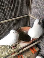 Sierduiven tuimelaar een koppel duiven te koop, Overige soorten, Meerdere dieren