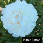 Puffed Cotton pioenrozen, Tuin en Terras, Planten | Tuinplanten, Overige soorten, Volle zon, Vaste plant, Ophalen of Verzenden