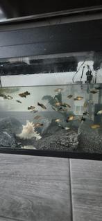 Juwel Aquarium met vissen, Dieren en Toebehoren, Vissen | Aquaria en Toebehoren, Ophalen, Zo goed als nieuw, Verlichting of Verwarming