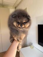 Blue pomeranian pup NL gefokt, beide ouders SM/CM/PL 0/0, Nederland, Reu, 8 tot 15 weken, Eén hond