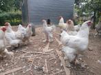 Binnenkort; Brahma Isabel, Dieren en Toebehoren, Pluimvee