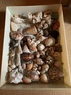 Schelpen, fossiel, stenen, schelp, Verzamelen, Ophalen, Schelp(en)