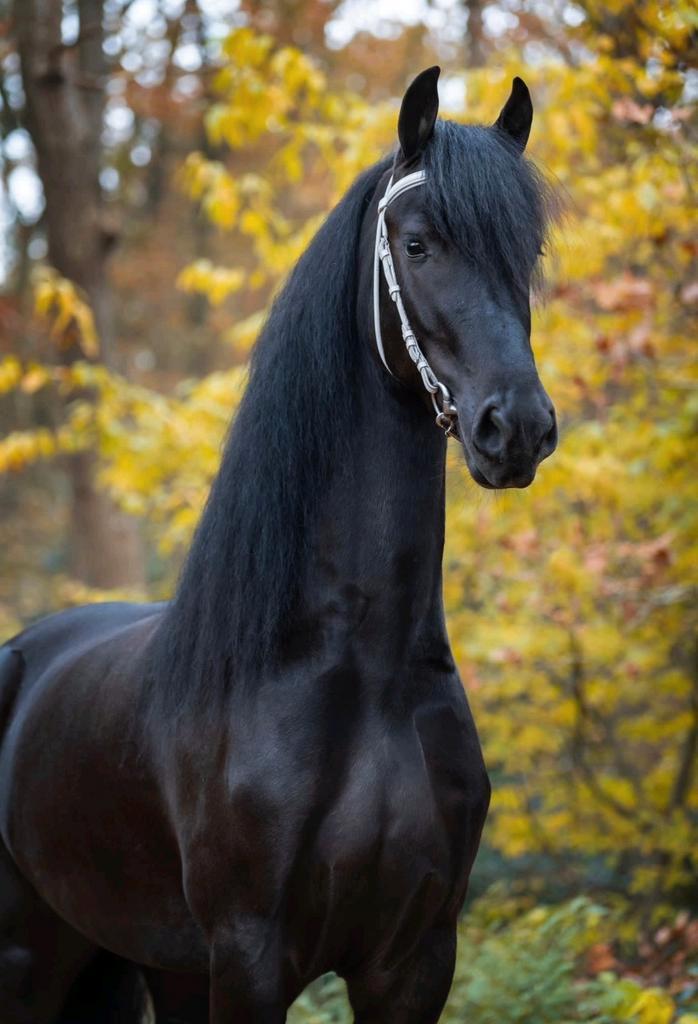 Gezocht bijrijder/verzorger Friese paarden omgeving Doesburg, Dieren en Toebehoren, Paarden en Pony's | Overige Paardenspullen