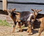 Dwerggeit maanvlek bokjes, Dieren en Toebehoren, Schapen, Geiten en Varkens, Mannelijk, Geit, 0 tot 2 jaar