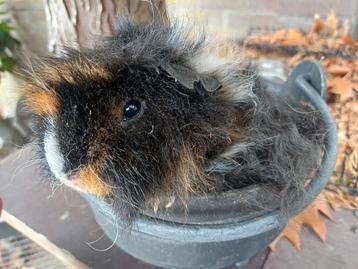 Lieve jonge Alpaca beer beschikbaar voor biedingen