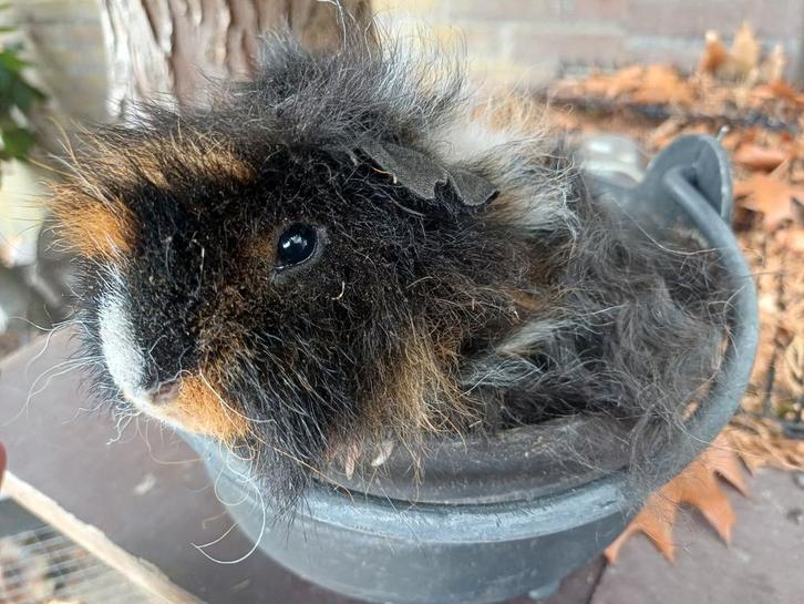 Lieve jonge Alpaca beer, Dieren en Toebehoren, Knaagdieren, Mannelijk, Cavia, Mei, Tam