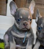 Franse bulldog pups, tricolor en op gezondheid gefokt, Dieren en Toebehoren, 8 tot 15 weken, Bulldog, Meerdere, Meerdere dieren