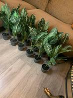Set van 12 Kunstplantjes, Ophalen, Zo goed als nieuw, Binnen