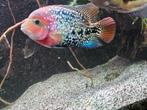 Vieja cichlide 20cm+ te koop, Vis