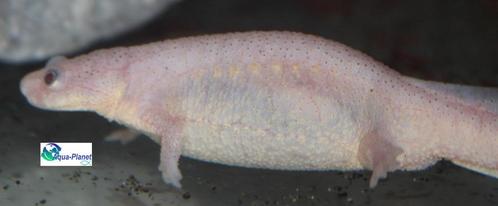 Spaanse Ribbensalamander "Leucistic", Dieren en Toebehoren, Reptielen en Amfibieën, Amfibie, 0 tot 2 jaar, Tam