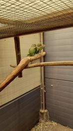 Halsbandparkiet(en) en alexanderparkiet(en), Dieren en Toebehoren, Vogels | Parkieten en Papegaaien, Geslacht onbekend, Parkiet