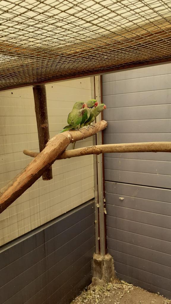 Halsbandparkiet(en) en alexanderparkiet(en), Dieren en Toebehoren, Vogels | Parkieten en Papegaaien, Parkiet, Geslacht onbekend