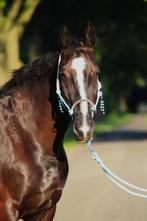 Bijrijder gezocht - Grolloo Drenthe, Ophalen of Verzenden, Nieuw, Recreatie