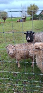 Ouessant ooien, Dieren en Toebehoren, Schapen, Geiten en Varkens, Vrouwelijk, Schaap, 0 tot 2 jaar