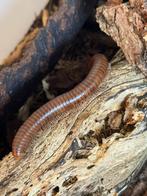 Spirostreptus sp. C.a. 40-50 stuks. Inclusief curverbak, Dieren en Toebehoren, Amfibie