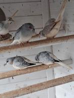 Diamant duifjes en zebravinken, Meerdere dieren