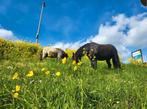 Gezocht!weiland met schuilstal., Dieren en Toebehoren, Stalling en Weidegang