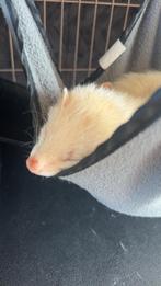 Albino (witte vacht, rode ogen) 4 maandjes oud zussen, Dieren en Toebehoren, Knaagdieren, Mei, Vrouwelijk, Fret