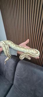Ball python, Slang, Tam, 3 tot 6 jaar