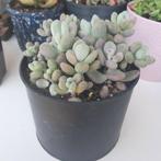 Pachyphytum Oviferum(vetplant,succulent), Huis en Inrichting, Kamerplanten, Ophalen of Verzenden, Overige soorten, Minder dan 100 cm
