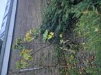 Wijg boom, Ophalen, Volle zon, Overige soorten