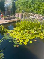 GRATIS vijverplanten, Ophalen of Verzenden