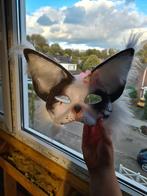 Therian masker grijze kat!, Ophalen of Verzenden, Zo goed als nieuw