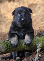 Zeer mooie Duitse Herder pups, Dieren en Toebehoren, Honden | Herdershonden en Veedrijvers, Particulier, Rabiës (hondsdolheid)