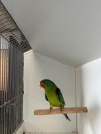 Swiftparkiet man, Dieren en Toebehoren, Mannelijk, Parkiet