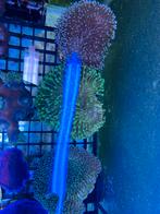 Groene Lederkoraal, Dieren en Toebehoren, Vissen | Aquariumvissen, Overige typen, Zoutwatervis, Schoolvis