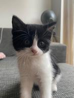 Lieve kitten, Meerdere dieren, Ontwormd