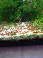Aquarium garnaaltjes, Dieren en Toebehoren, Vissen | Aquariumvissen, Kreeft, Krab of Garnaal