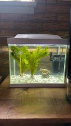 Aquarium 16 L met bijbehorende spullen te koop, Dieren en Toebehoren, Ophalen, Zo goed als nieuw, Leeg aquarium