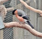 Noorse goudvink man, Mannelijk, Wildzangvogel
