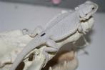 Hypo Zero Baardagaam Bearded Dragons, Dieren en Toebehoren, Reptielen en Amfibieën, Hagedis, Tam, 0 tot 2 jaar