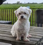 Maltezer Dekreu (geeft prachtige nakomelingen!) niet te koop, 1 tot 2 jaar, Eén hond, Nederland, Particulier