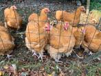 Orpington hanen, Dieren en Toebehoren, Mannelijk, Kip