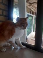 gratis af te halen twee katten  één kater en één poes, Meerdere dieren, Kortharig, 6 jaar of ouder