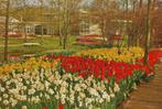 Ch872 ongelopen ansichtkaart keukenhof lisse, Ophalen of Verzenden, 1980 tot heden, Ongelopen