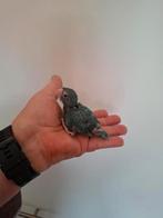 Blauwe Forpus baby's, Dieren en Toebehoren, Meerdere dieren, Dwergpapegaai of Agapornis, Tam
