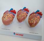 Anatomie model hart, Diversen, Schoolbenodigdheden, Ophalen of Verzenden